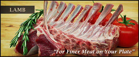 lamb